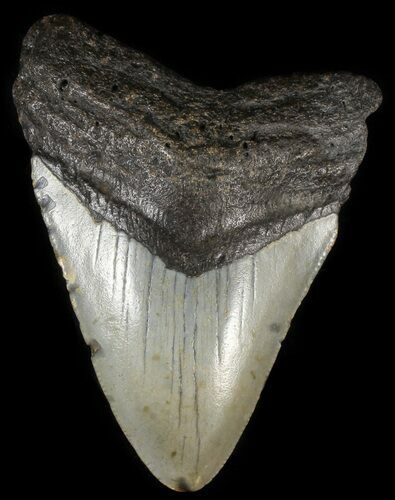 Bargain, Megalodon Tooth - North Carolina #65695